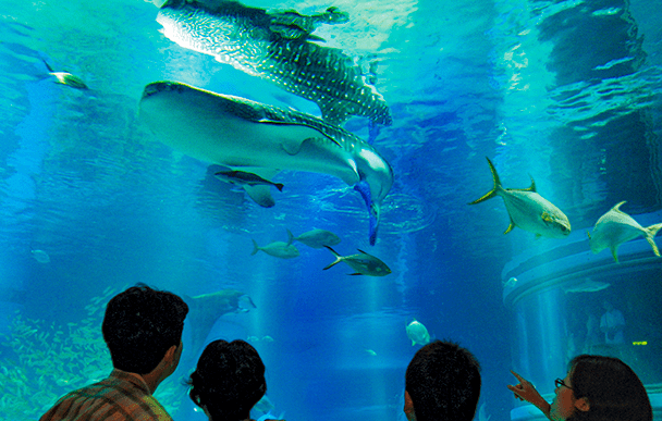 Osaka Aquarium Kaiyukan 2
